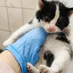 Kocurek poz. 25/718/K