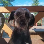 Oddam psa, Olsztyn, 4 października 2025