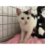 Znaleziono kota, Białystok, 3 października 2025