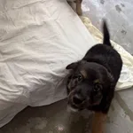 Pies do adopcji, Kraków, 2 października 2025