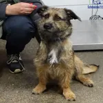 Znaleziono psa, Szczecin, 4 października 2025