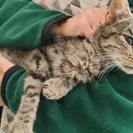 Kocurek poz. 25/727/K