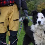 Pies do adopcji, Chełmek, 7 września 2025