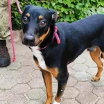 Znaleziono psa, Toruń, 1 października 2025