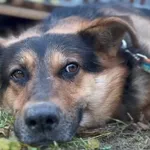 Pies do adopcji, Głowno, 4 października 2025