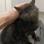 Kocurek poz. 25/724/K