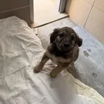 Pies do adopcji, Kraków, 2 października 2025