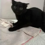 Znaleziono kota, Czartki, 3 października 2025