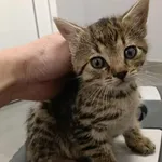 Kocurek poz. 25/726/K