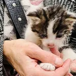 Kocurek poz. 25/719/K