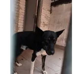 Znaleziono psa, Białystok, 14 września 2025