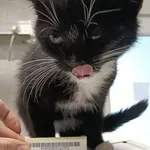 Znaleziono kota, Gdańsk, 3 października 2025