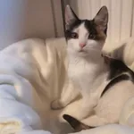 Zaginął kot, Łódź, 5 października 2025