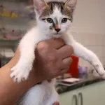 Znaleziono kota, Łódź, 4 października 2025