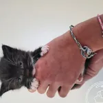 Przyjęty: 2025-09-03 Gmina: Oświęcim Płeć: Kotka Opis: europejska, czarno-białe