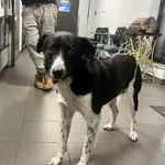 Znaleziono psa, Bydgoszcz, 27 września 2025