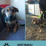 Znaleziono psa, Dąbrówka, 3 października 2025