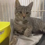 Znaleziono kota, Chojnice, 8 lipca 2025