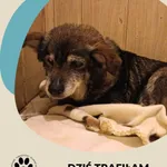 Znaleziono psa, Dąbrówka, 28 września 2025