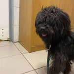 Znaleziono psa, Chojnice, 2 października 2025