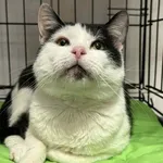 Znaleziono kota, Chojnice, 8 lipca 2025