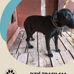 Znaleziono psa, Dąbrówka, 3 października 2025