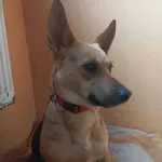 Znaleziono psa, Chojnice, 2 października 2025