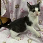 Znaleziono kota, Chojnice, 5 października 2025