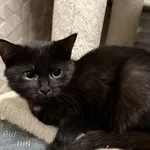 Znaleziono kota, Chojnice, 5 października 2025