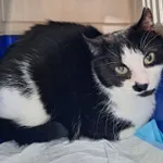 Znaleziono kota, Bydgoszcz, 26 września 2025