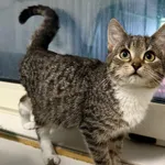 Znaleziono kota, Chojnice, 5 października 2025