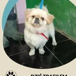 Znaleziono psa, Dąbrówka, 3 października 2025