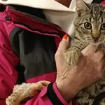 Znaleziono kota, Toruń, 5 października 2025