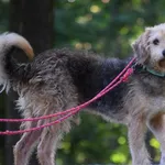 Znaleziono psa, Toruń, 12 września 2025