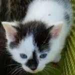 Zaginął kot, Chojnice, 7 października 2025