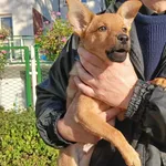 Znaleziono psa, Toruń, 3 października 2025