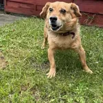 Znaleziono psa, Czartki, 7 października 2025