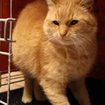 Znaleziono kota, Łódź, 7 października 2025