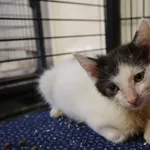 Kot do adopcji, Częstochowa, 7 czerwca 2025