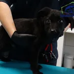 Znaleziono psa, Szczecin, 7 października 2025