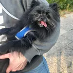 Zaginął pies, Gdańsk, 7 października 2025