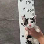 Kot do adopcji, Chełmek, 29 sierpnia 2025