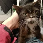 Kocurek poz. 25/738/K