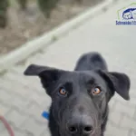 Znaleziono psa, Szczecin, 4 października 2025