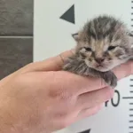 Kot do adopcji, Chełmek, 3 września 2025