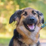 Pies do adopcji, Nowodwór, 5 października 2025