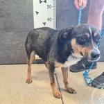 Imię: Przyjęty: 2025-07-03 Płeć: Suka Opis: mieszaniec, tricolor Wiek w dniu przyjęcia: ok. 1 rok