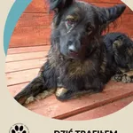 Znaleziono psa, Dąbrówka, 5 października 2025