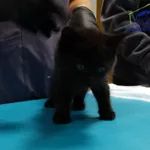 Kot do adopcji, Szczecin, 4 października 2025