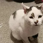 Kocurek poz. 25/752/K